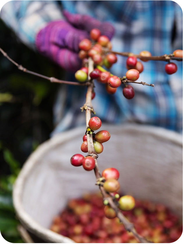 hand-handling-coffee-plant